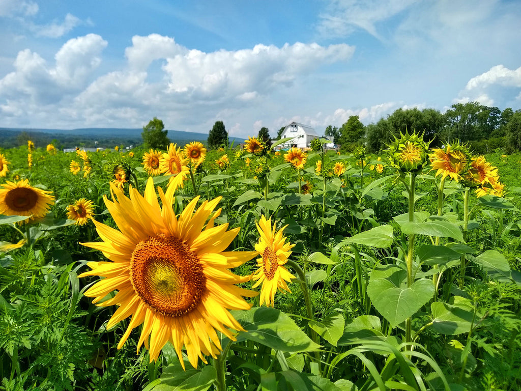 Sunflowers at Kelder's Farm